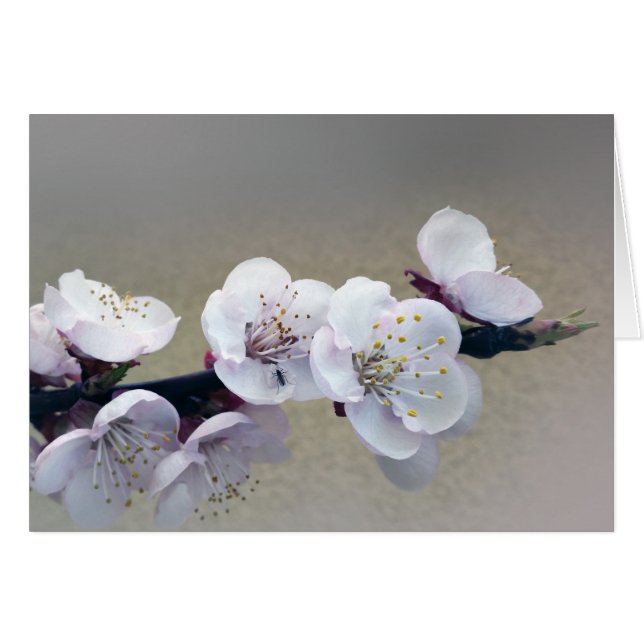 early in the morning (Front Horizontal)