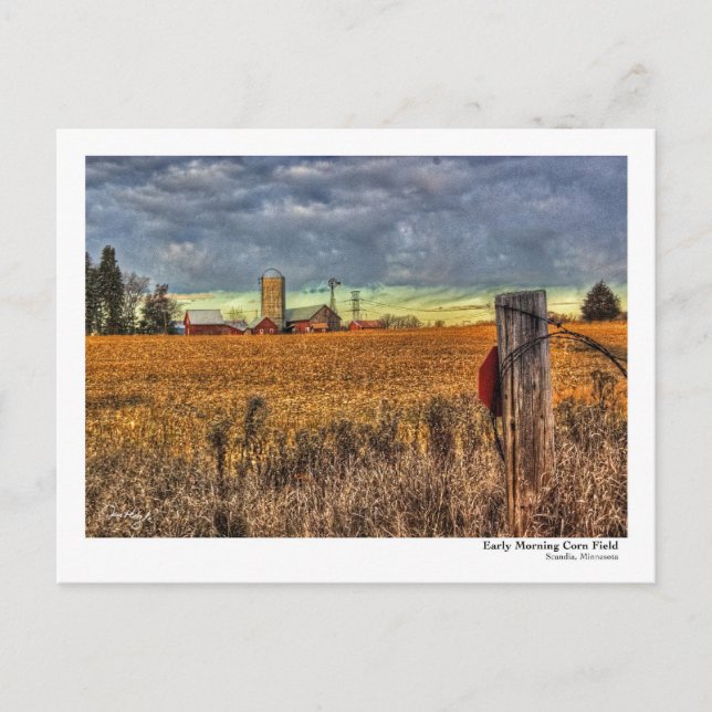 Early Morning Corn Field PostCard (Front)