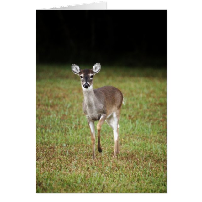 Early morning deer (Front)