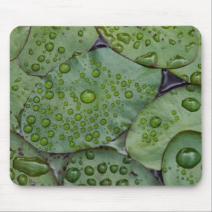 Early morning dewdrops on lily pads, Laurel Mouse Pad