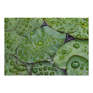 Early morning dewdrops on lily pads, Laurel Photo Print