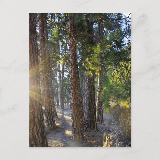 Early Morning Hike Postcard (Front)