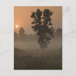 Early morning, rising sun and ground fog postcard