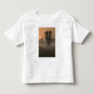 Early morning, rising sun and ground fog toddler T-Shirt