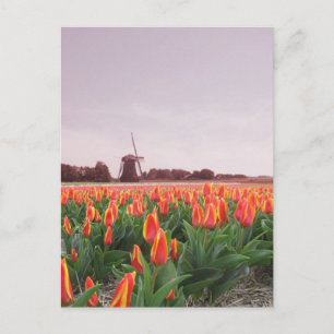 Early Morning Tulip Field & Windmill Holland Postcard