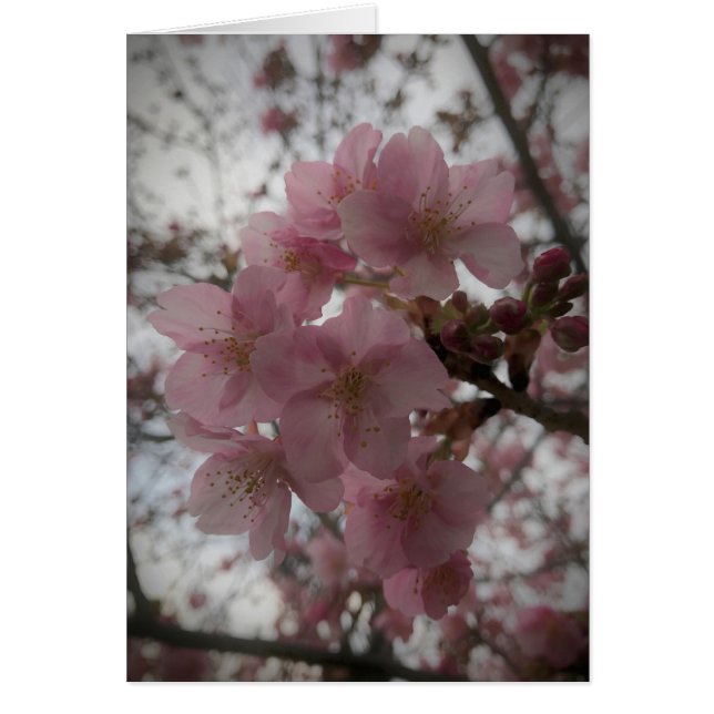 Early sakura blossoms (Front)