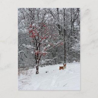 Early Snow: Corgi Postcard