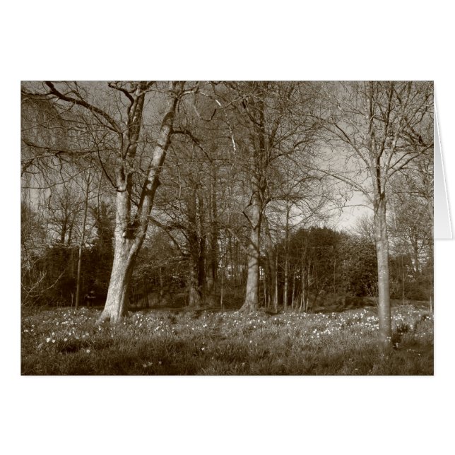 Early Spring at, Bute Park, Cardiff (Sepia) (Front Horizontal)