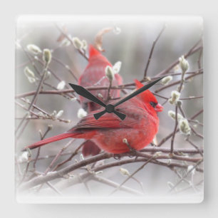 Early Spring Cardinal Birds  Square Wall Clock