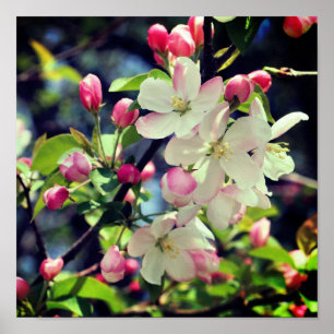 Early Spring Crabapple Blossoms 3 Close Up Poster