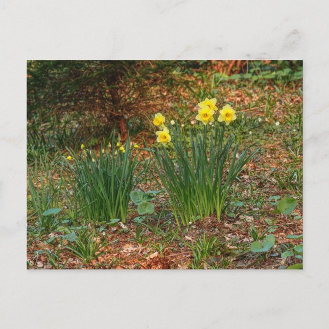 Early Spring Daffodils Postcard (Front)