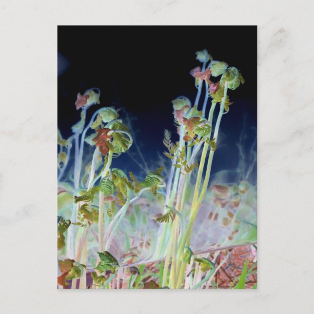 "Early Spring" Digitally Altered Fiddlehead Ferns Postcard (Front)