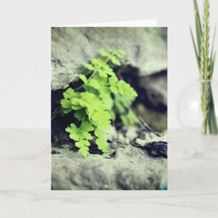 Early Spring Fern All Occasions Card