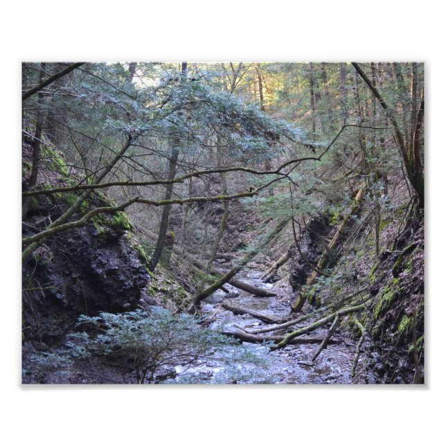 Early Spring In The Forest. Photo Print (Front)