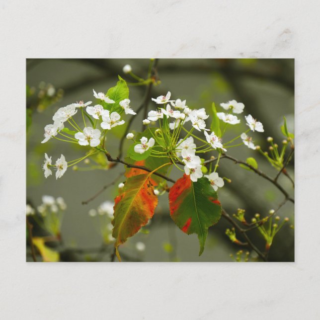 Early Spring Postcard (Front)