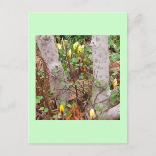 Early Spring Postcard