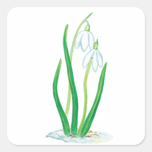 Early Spring Snowdrops Square Sticker