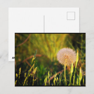Early Summer Western Salsify Postcard