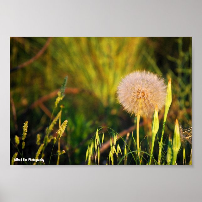 Early Summer Western Salsify Poster (Front)