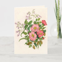 Early Wild Rose, Pentstèmon Beard-Tongue (1868)