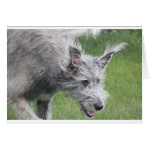 ears in motion