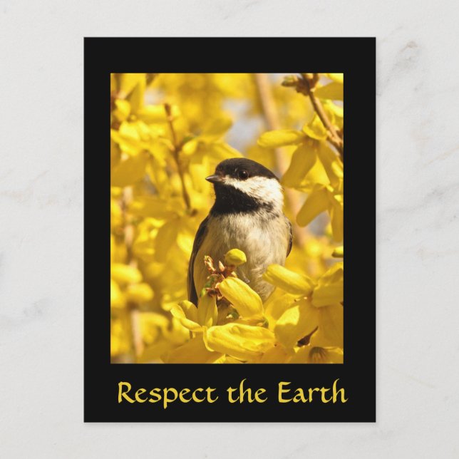 Earth Day Chickadee Bird Yellow Flowers Postcard (Front)