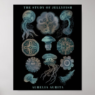 Earth Day The Study Of Jellyfish Poster