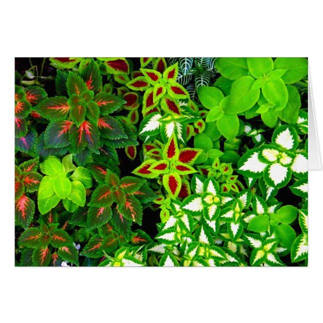 Earth Lover_ (Front Horizontal)