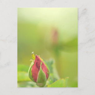 Earth’s Glow and Healing Japanese Flowers/EarthDay Invitation Postcard