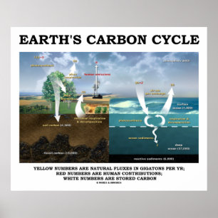 Earth's Carbon Cycle (Earth Science) Poster
