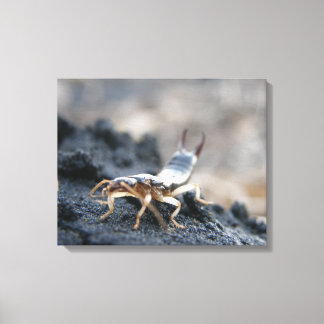 earwig, dermaptera canvas print