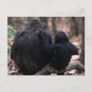 East Africa, Tanzania Postcard