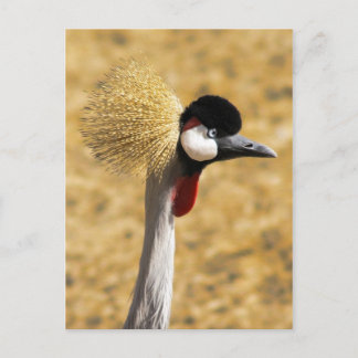 East African Crowned Crane Postcard