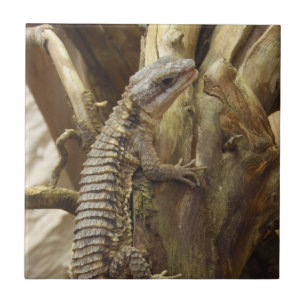 East African Spiny-Tailed Tropical Girdled Lizard Ceramic Tile