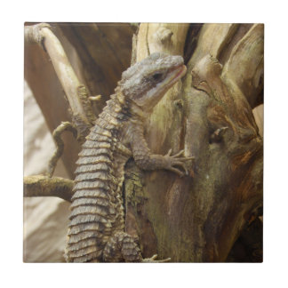 East African Spiny-Tailed Tropical Girdled Lizard Ceramic Tile