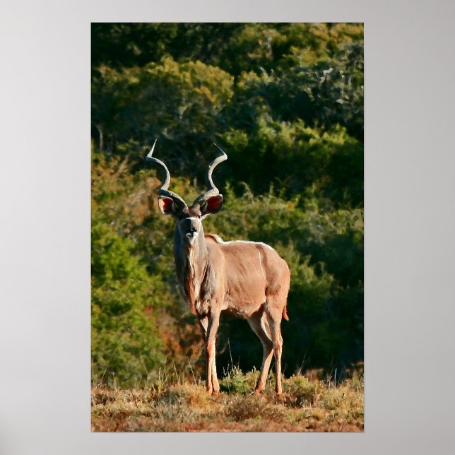 East Cape Kudu canvas print (Front)