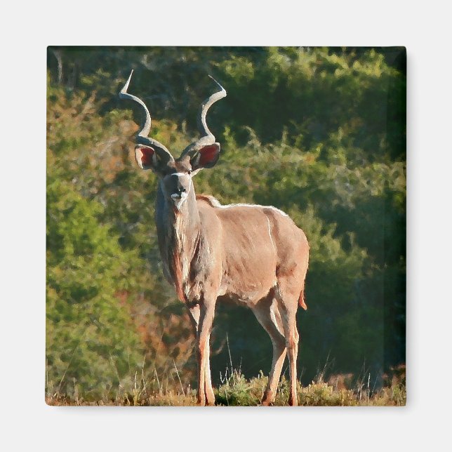 East Cape Kudu magnet (Front)