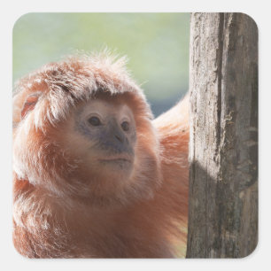 East Javan Langur with Backlight Glow Square Sticker