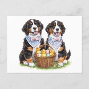 Easter Bernese Mountain Dogs Postcard