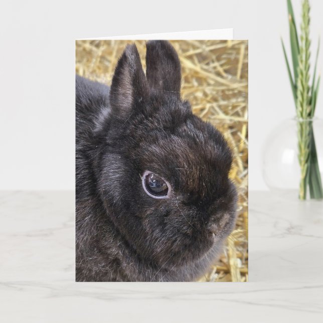 Easter Black Netherland Dwarf Rabbit Holiday Card (Front)