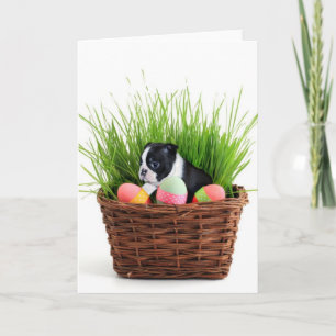 Easter Boston Terrier dog Holiday Card