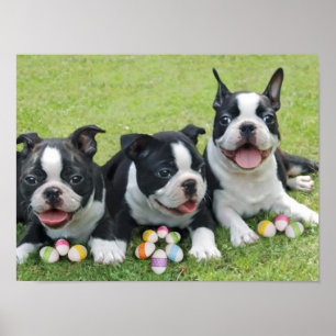 Easter Boston terriers Poster