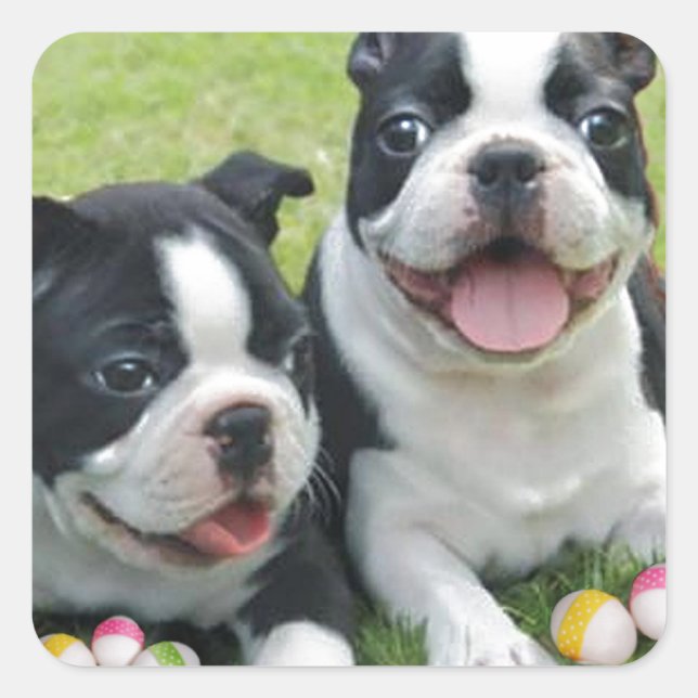 Easter Boston Terriers Square Sticker (Front)