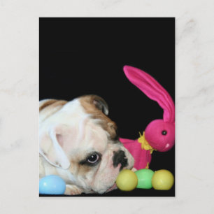 Easter Bulldog postcard