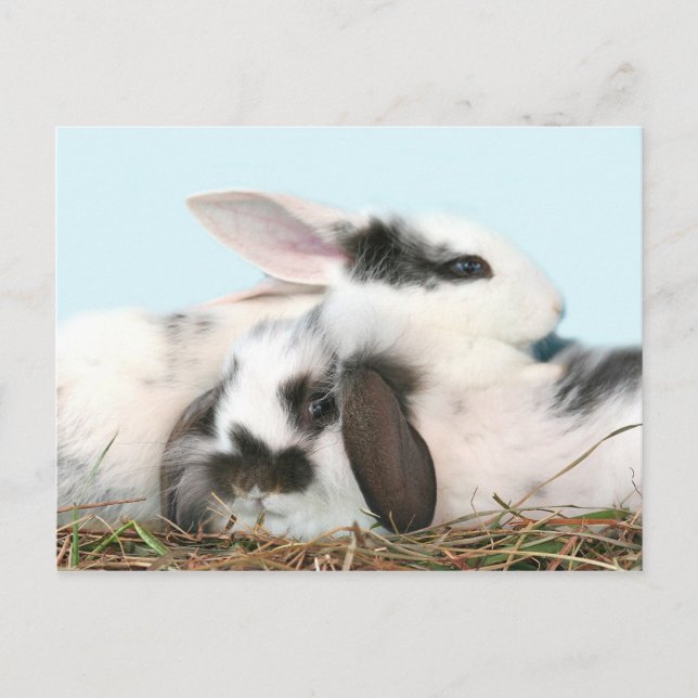 Easter bunnies holiday postcard (Front)