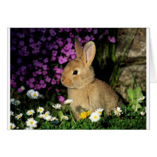 Easter Bunny