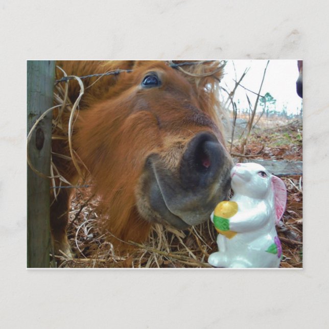 Easter Bunny and Brown horse Holiday Postcard (Front)