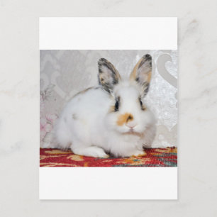 Easter Bunny Holiday Postcard