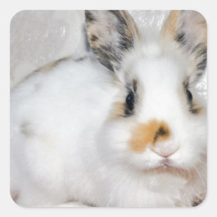 Easter Bunny Square Sticker