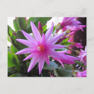 Easter Cactus Flowers Holiday Postcard